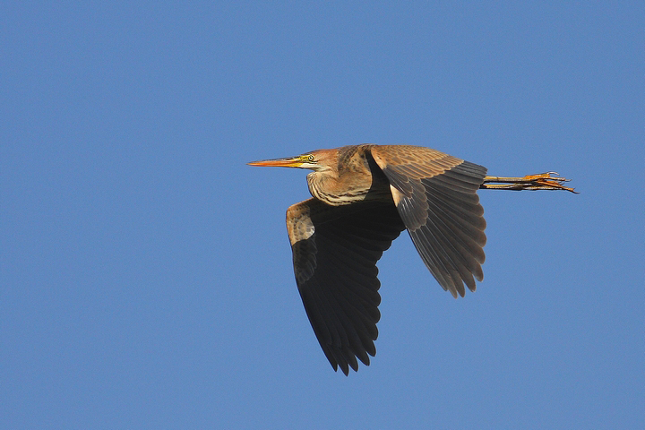 Airone rosso in volo